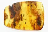 Four Detailed Fossil True Midges (Chironomidae) in Baltic Amber #278609-1